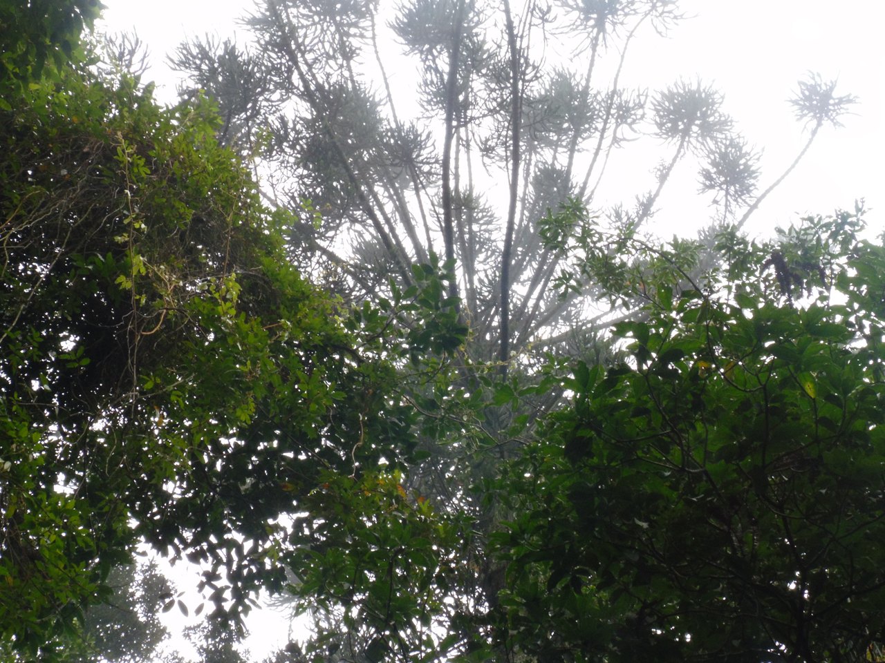 Copas de árvores altas entre neblina, vistas de baixo, com folhagem verde nas bordas do quadro.