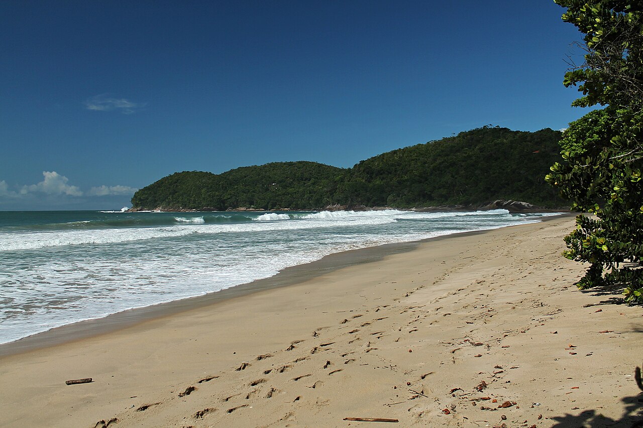 Praia com vegetação ao fundo.