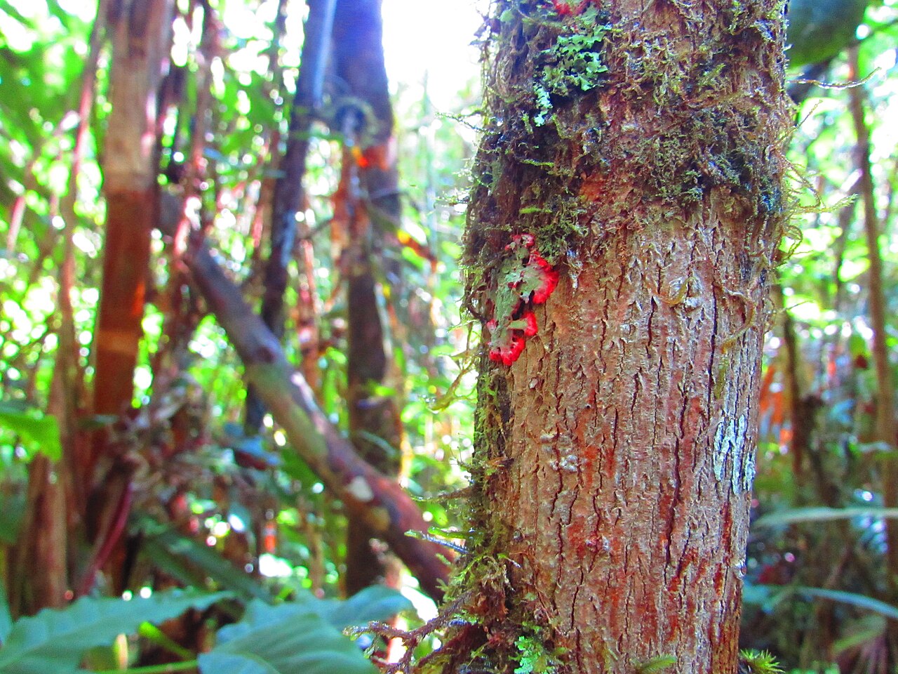 Serra com vegetação e céu aberto.