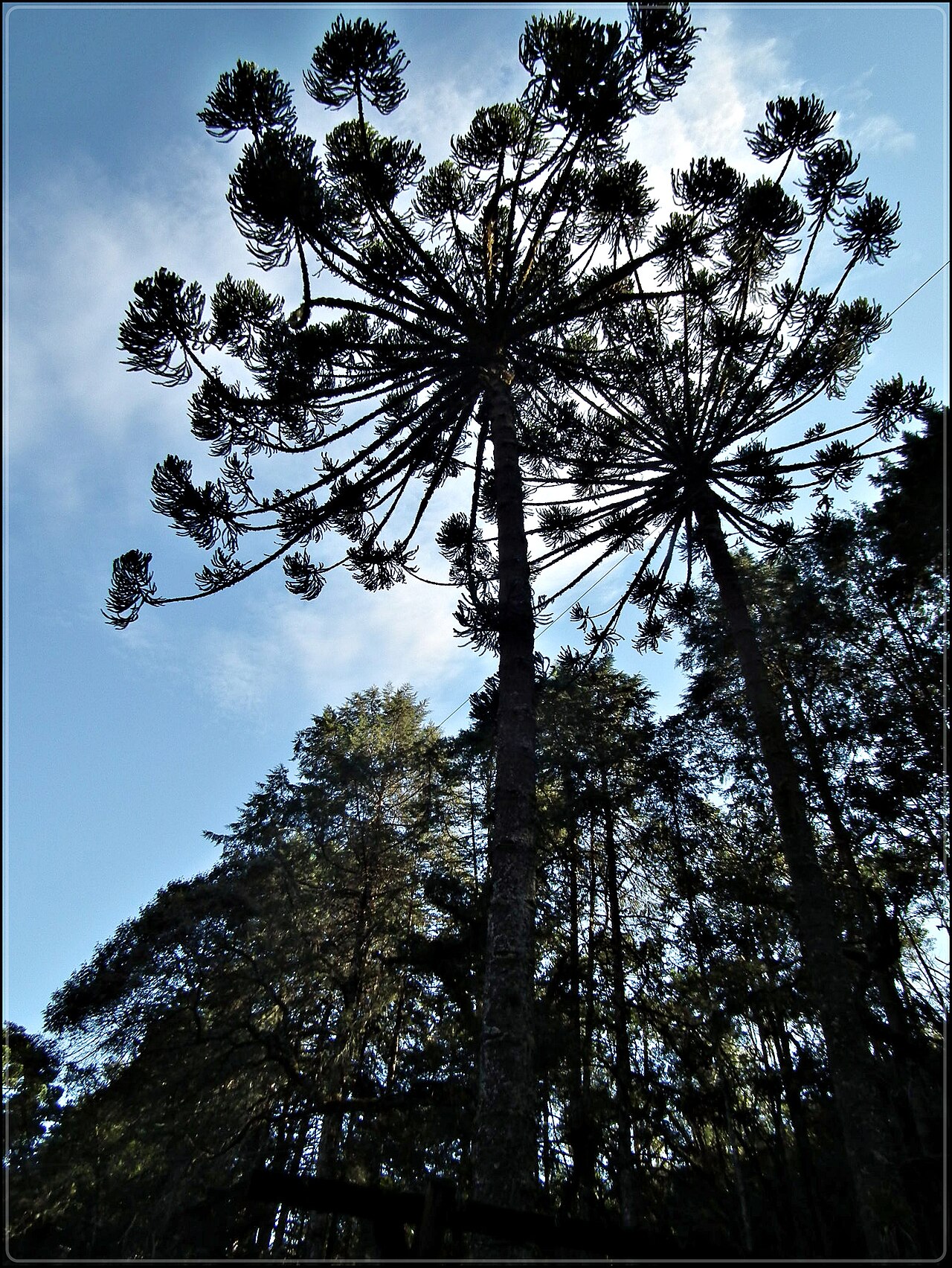 Araucárias contra o céu.