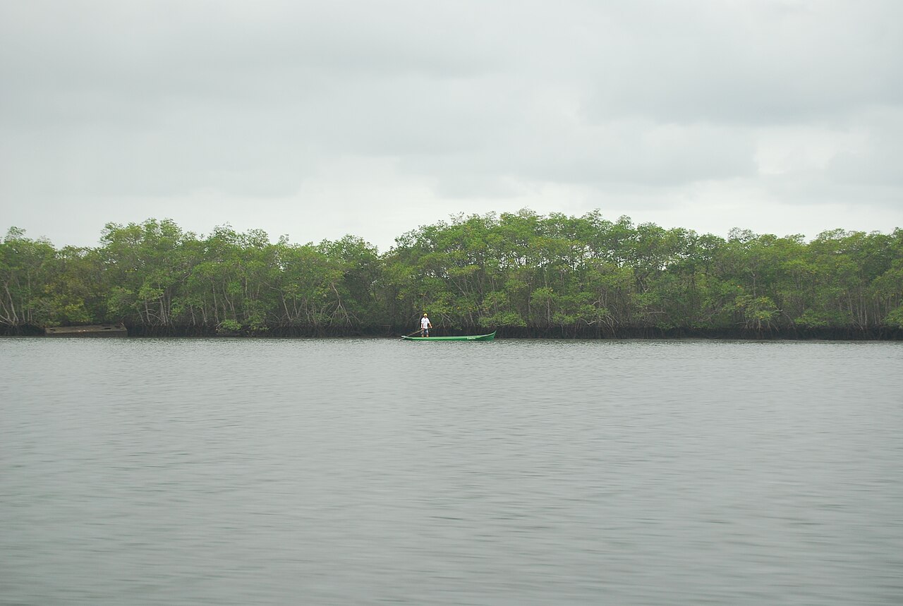 Vegetação de manguezal à beira d'água.