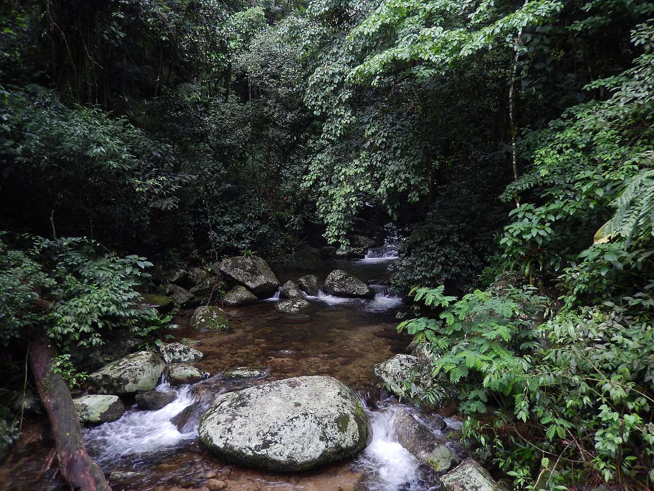 Praia com vegetação ao fundo.