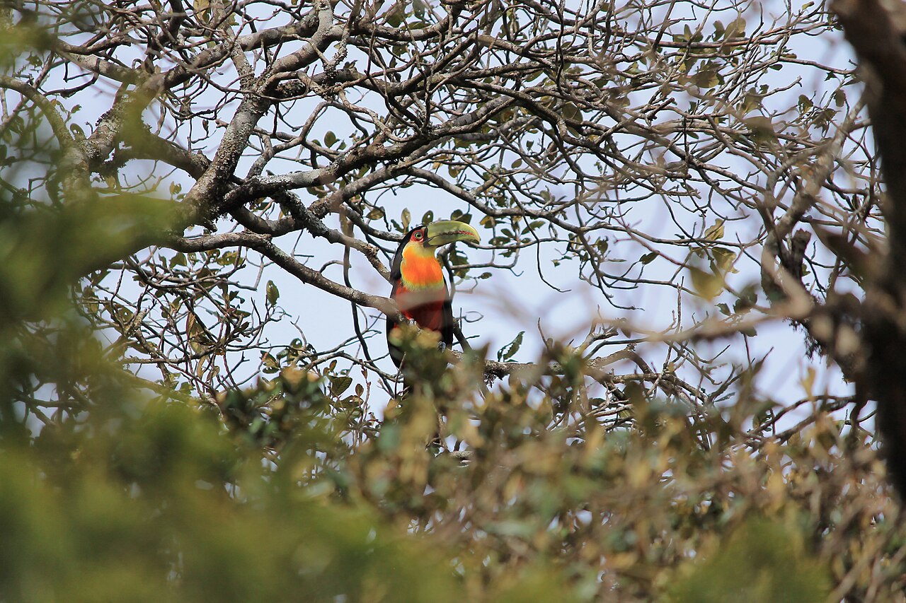 Tucano pousado em galho de árvore.