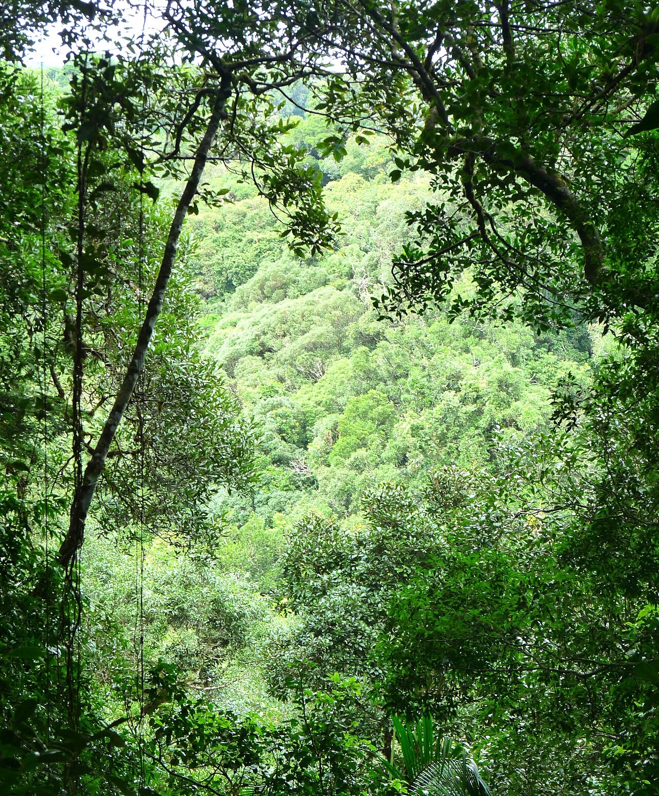 Abertura na mata deixando ver morros cobertos de floresta.