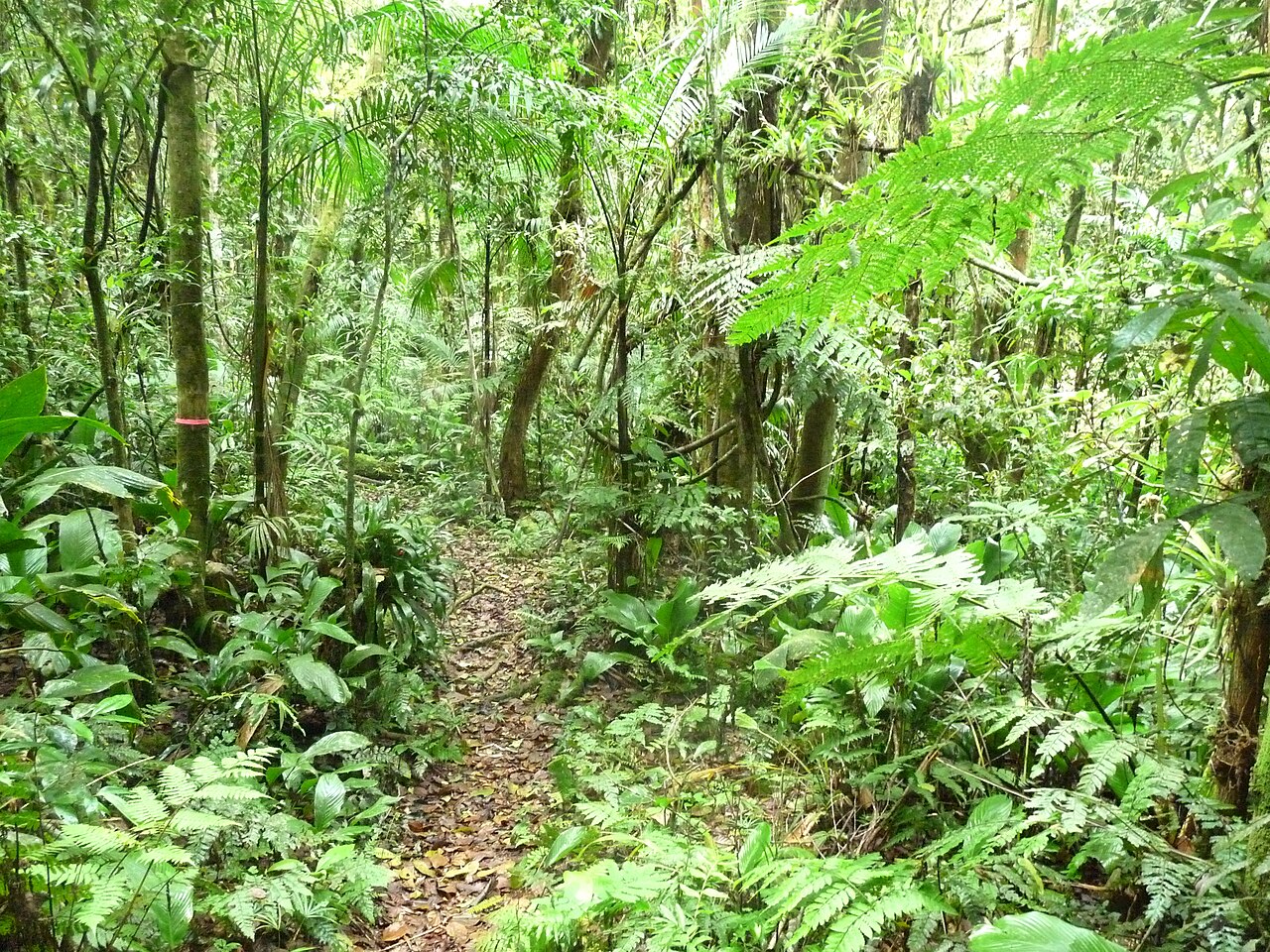 Trilha entre a mata fechada do Parque Estadual Carlos Botelho.