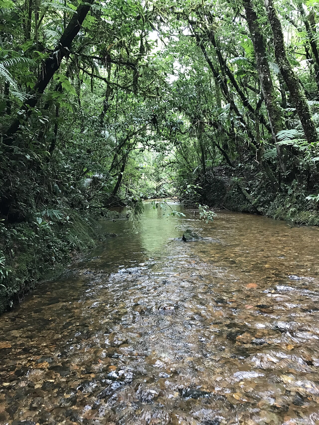 Riacho de águas claras cruzando a mata na trilha.