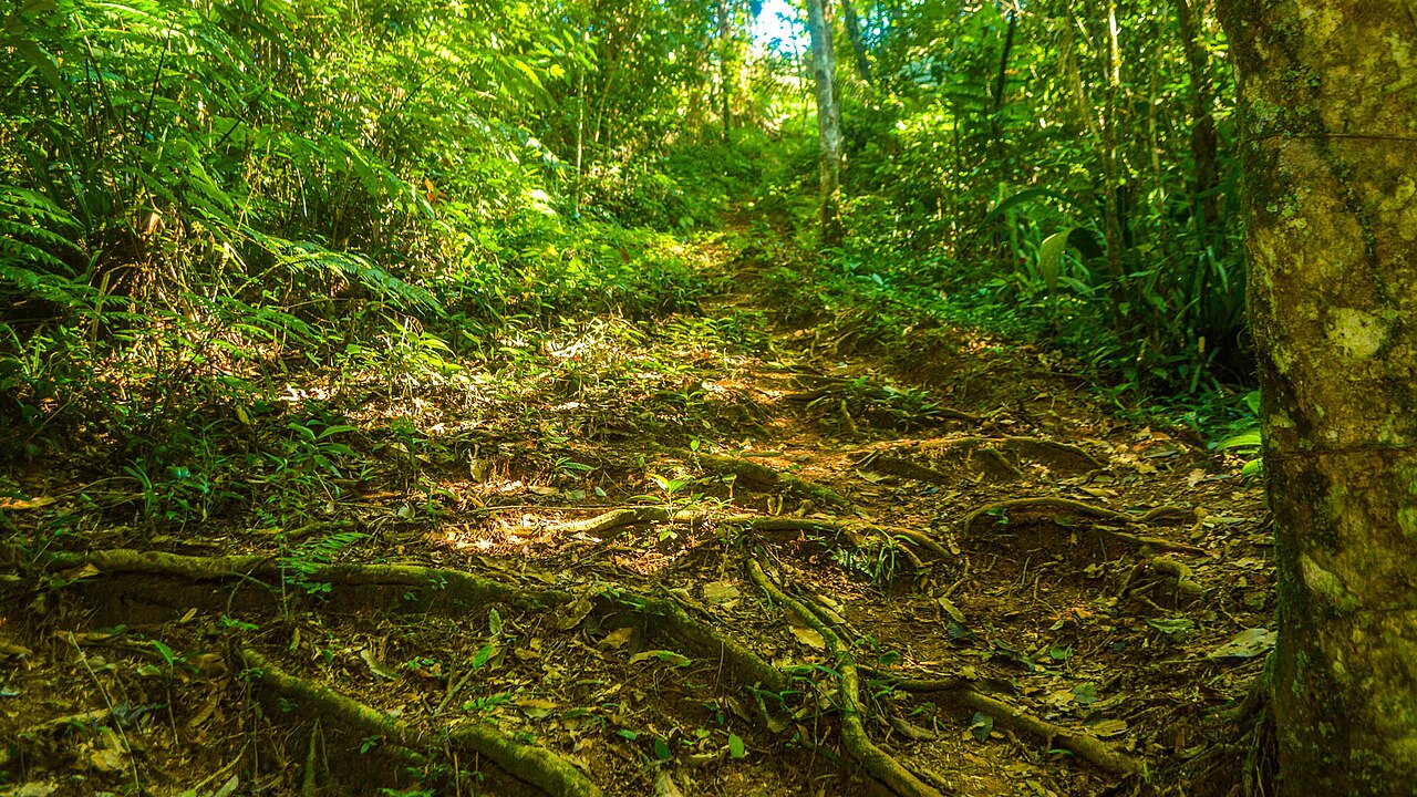 Caminho de mata na travessia, na região da praia do Camburi.