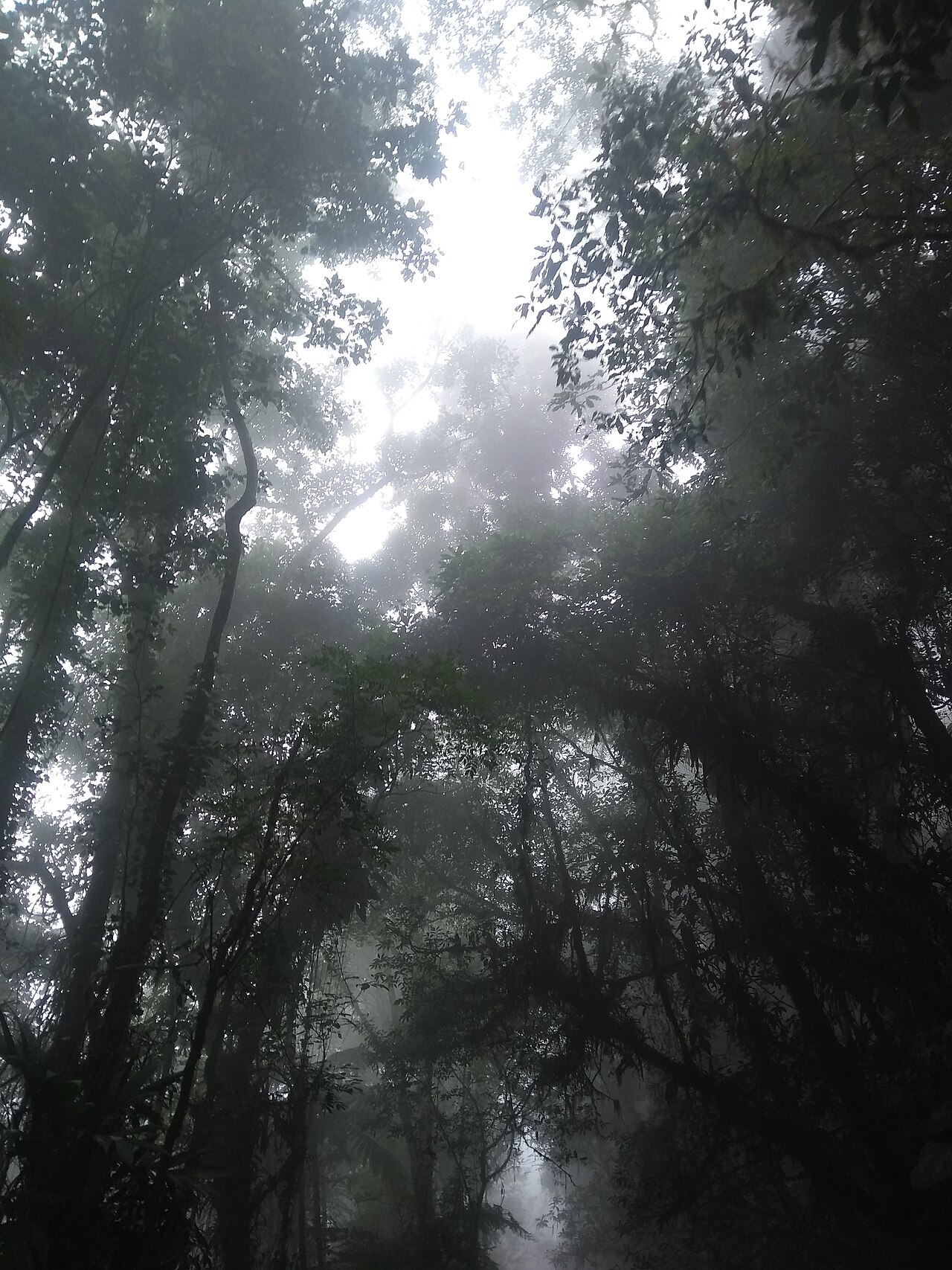 Neblina entre as árvores da mata de Ilhabela.