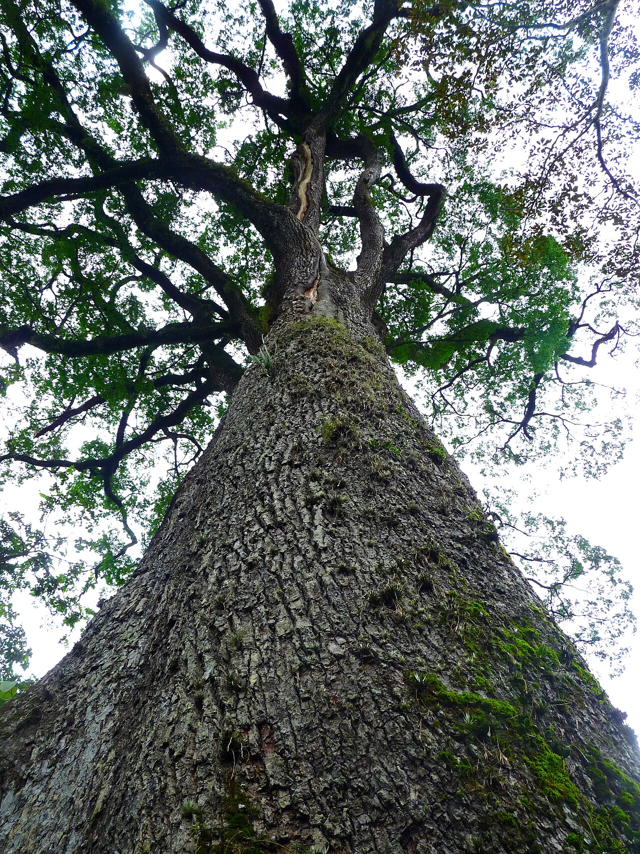 Tronco do jequitibá-rosa Patriarca visto de baixo, no Parque Estadual de Vassununga.
