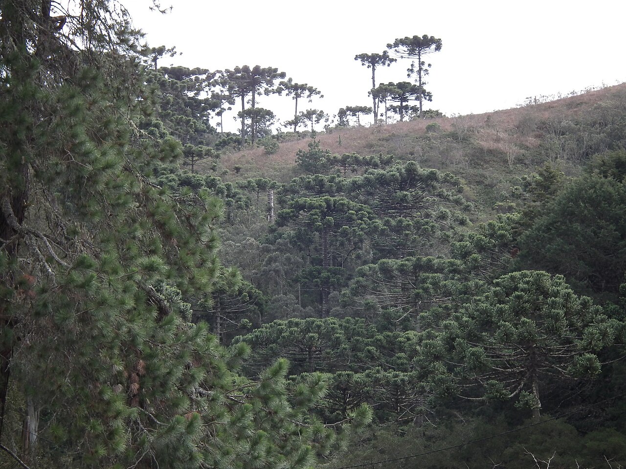 Encosta onde as araucárias predominam sobre os campos do parque.