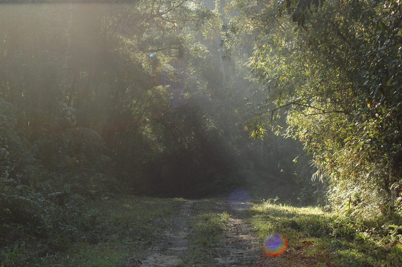 Estrada de terra atravessando a mata do Parque Estadual Intervales, com a luz do sol entre a neblina