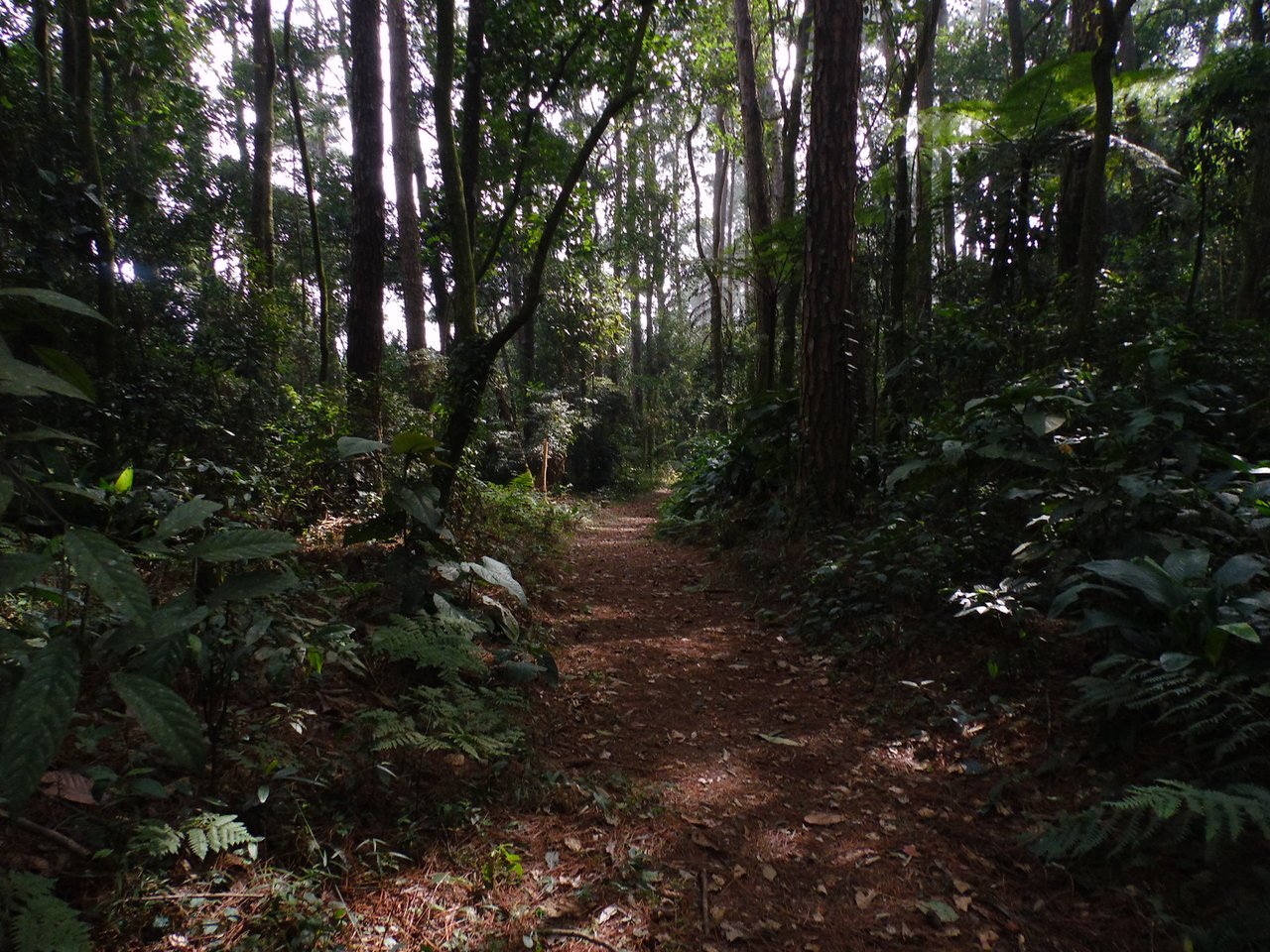 Trilha de terra avermelhada entrando na mata fechada, com árvores altas e samambaias nas bordas