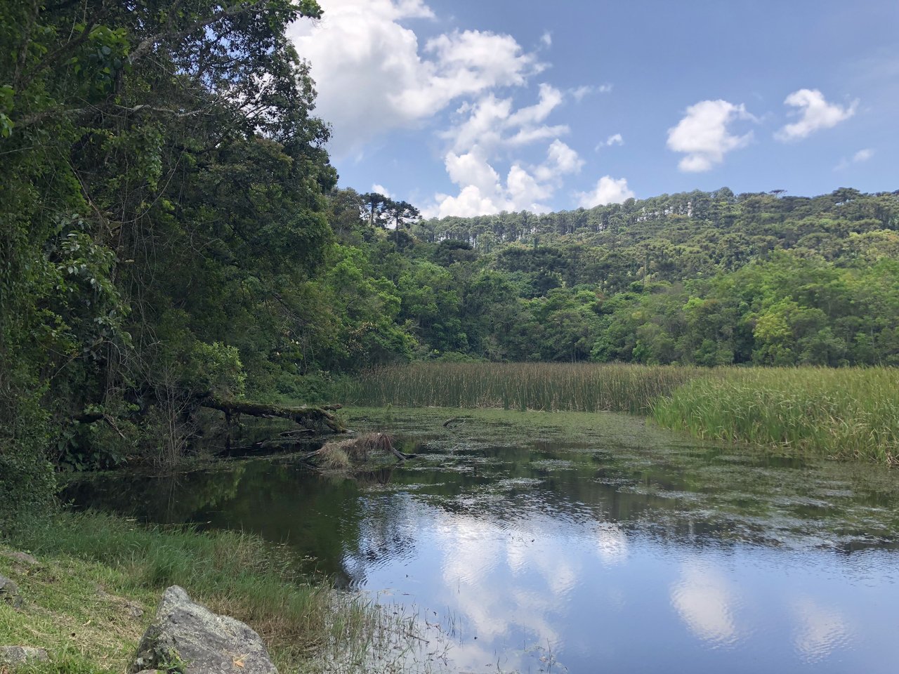 Lagoa de águas calmas refletindo o céu, com juncos na margem e a mata da Cantareira ao fundo