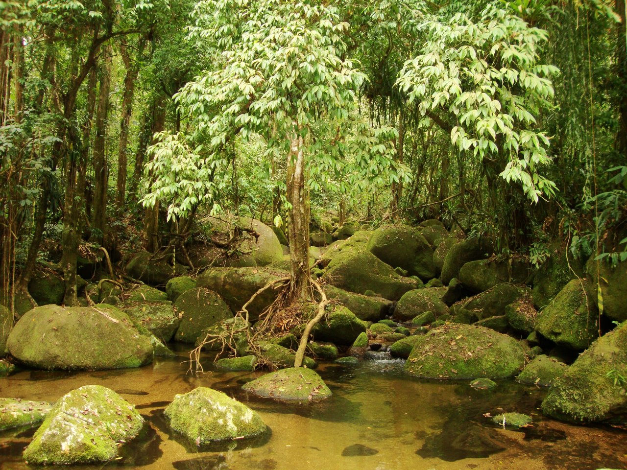 Riacho de águas claras entre pedras cobertas de musgo, sob árvores de folhas claras na Trilha do Corisco