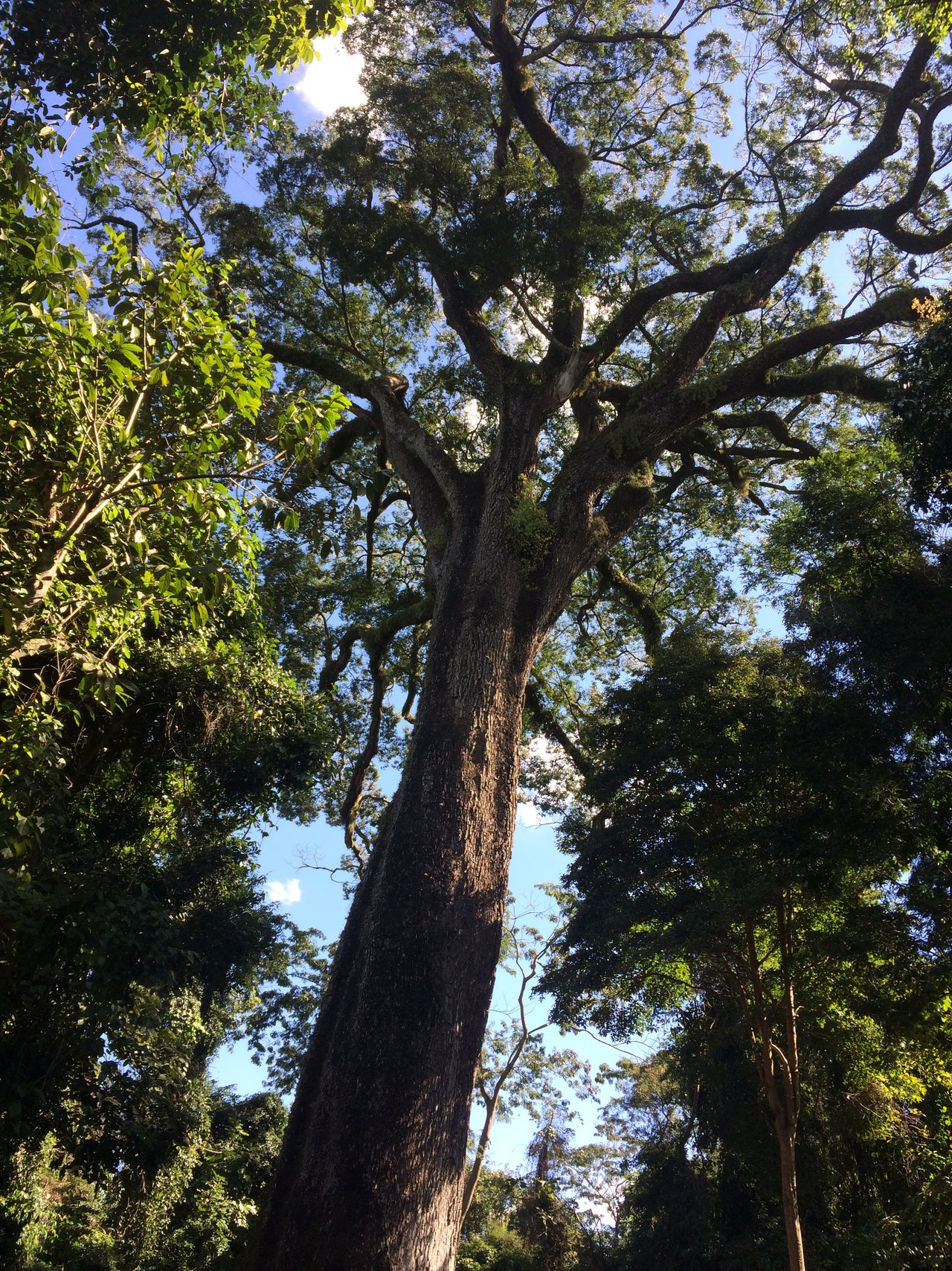 Jequitibá gigante visto de baixo, com o tronco largo subindo até a copa contra o céu, no Parque Estadual de Vassununga