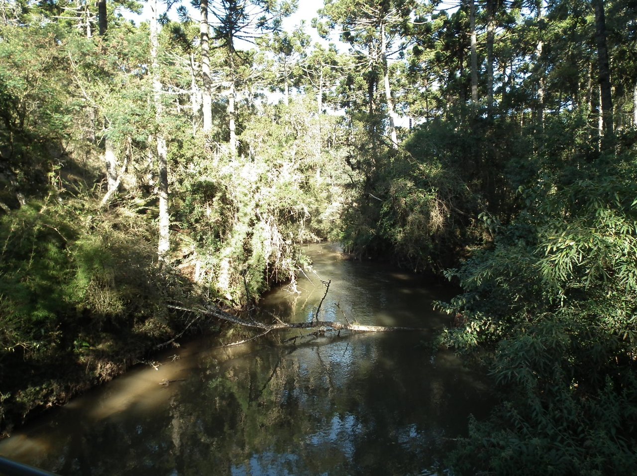Rio Sapucaí de águas escuras correndo entre araucárias e mata, no Parque Estadual de Campos do Jordão