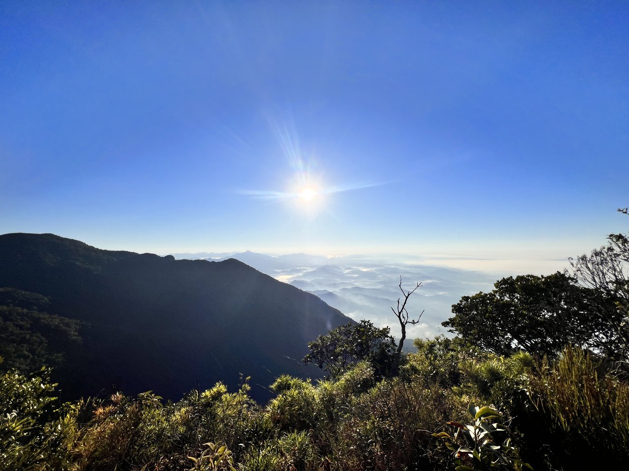 Sol nascendo sobre a serra visto do cume dos Três Picos, com o mar de nuvens abaixo e arbustos em primeiro plano